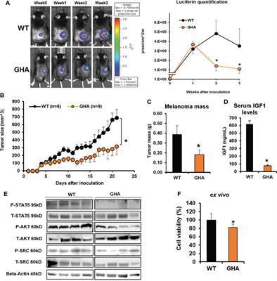 Growth hormone receptor antagonism downregulates ATP-binding cassette transporters contributing to improved drug efficacy against melanoma and hepatocarcinoma in vivo